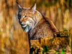 079 - zoom gelsenkirchen - eurasian lynx