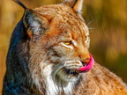 094 - zoom gelsenkirchen - eurasian lynx