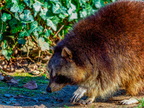 106 - zoom gelsenkirchen - raccoon