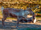 142 - zoom gelsenkirchen - reindeer