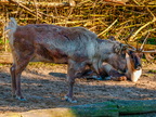 143 - zoom gelsenkirchen - reindeer