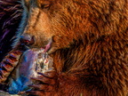 171 - zoom gelsenkirchen - brown bear