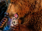 172 - zoom gelsenkirchen - brown bear