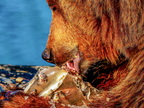 180 - zoom gelsenkirchen - brown bear