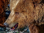 1398-zoom gelsenkirchen - brown bear