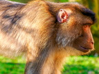 1414-zoom gelsenkirchen - macaques